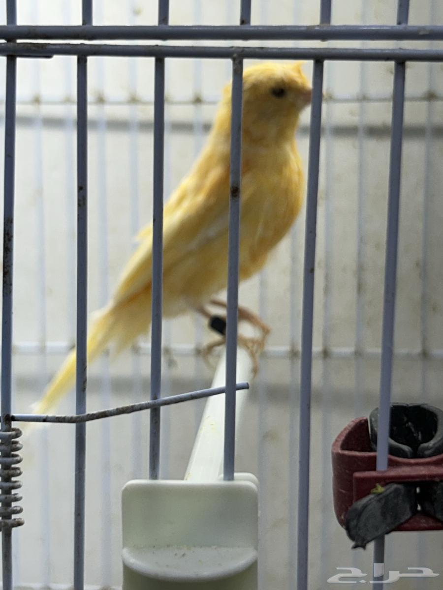 Singing Canary64343884887937113