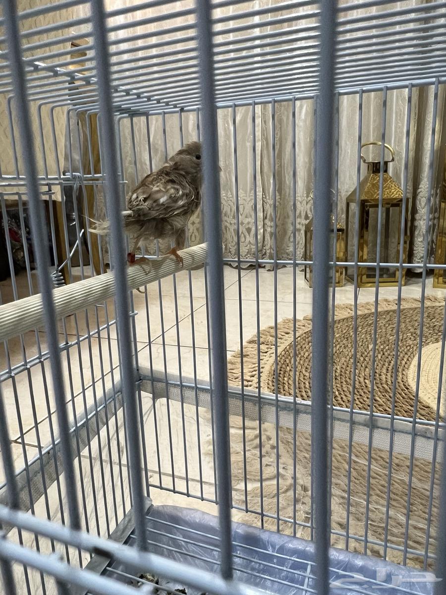 A pair of canaries with their chicks, including all their accessories64340038115970114