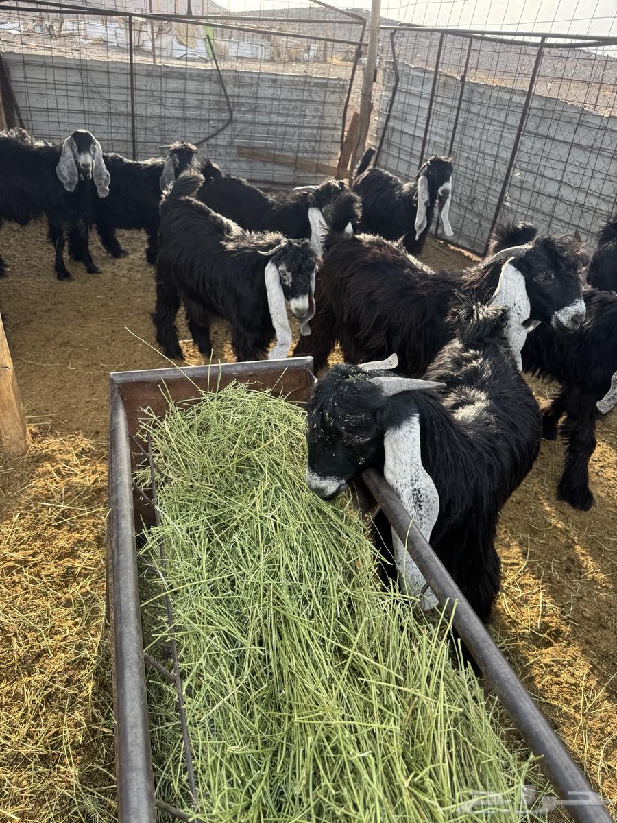 تيوس مخاصي للبيع64338601877635114