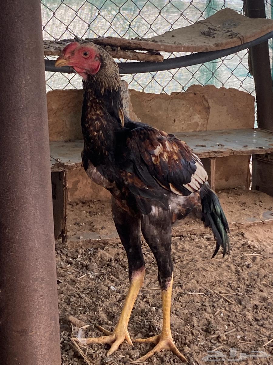 Shamo Japanese x Sindhi Rooster (Nawan)64063447983874110