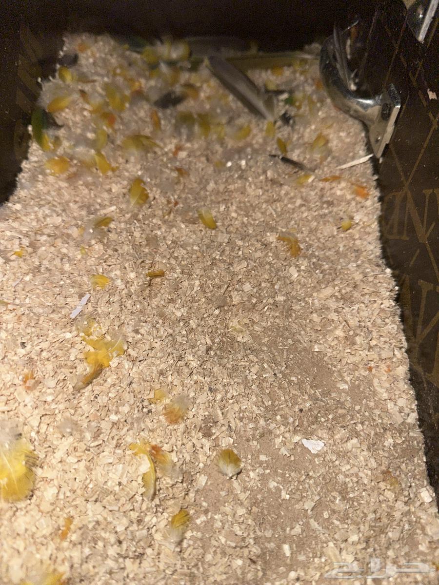 Jun Seniors certificate is 100 condition and 100 clean health condition64337428204547114