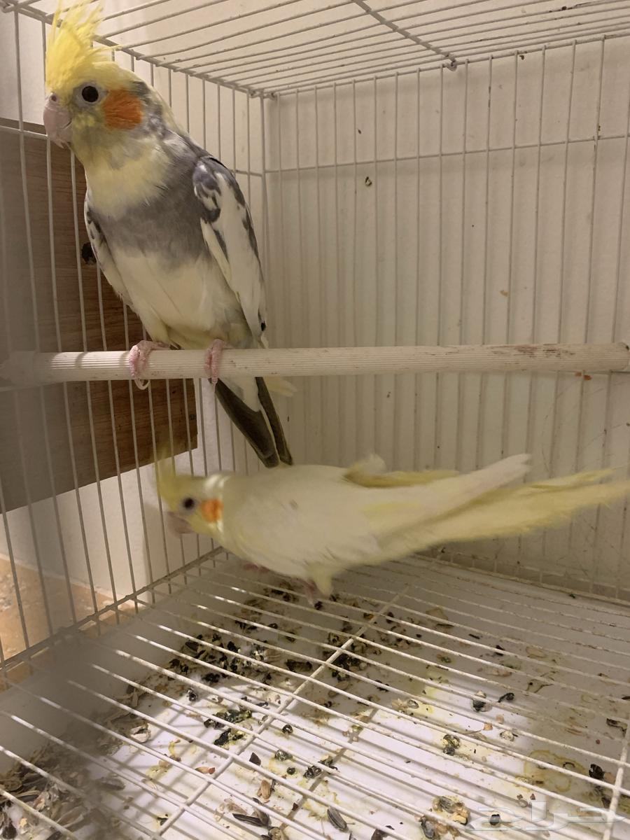 جوز كروان64341403715586111