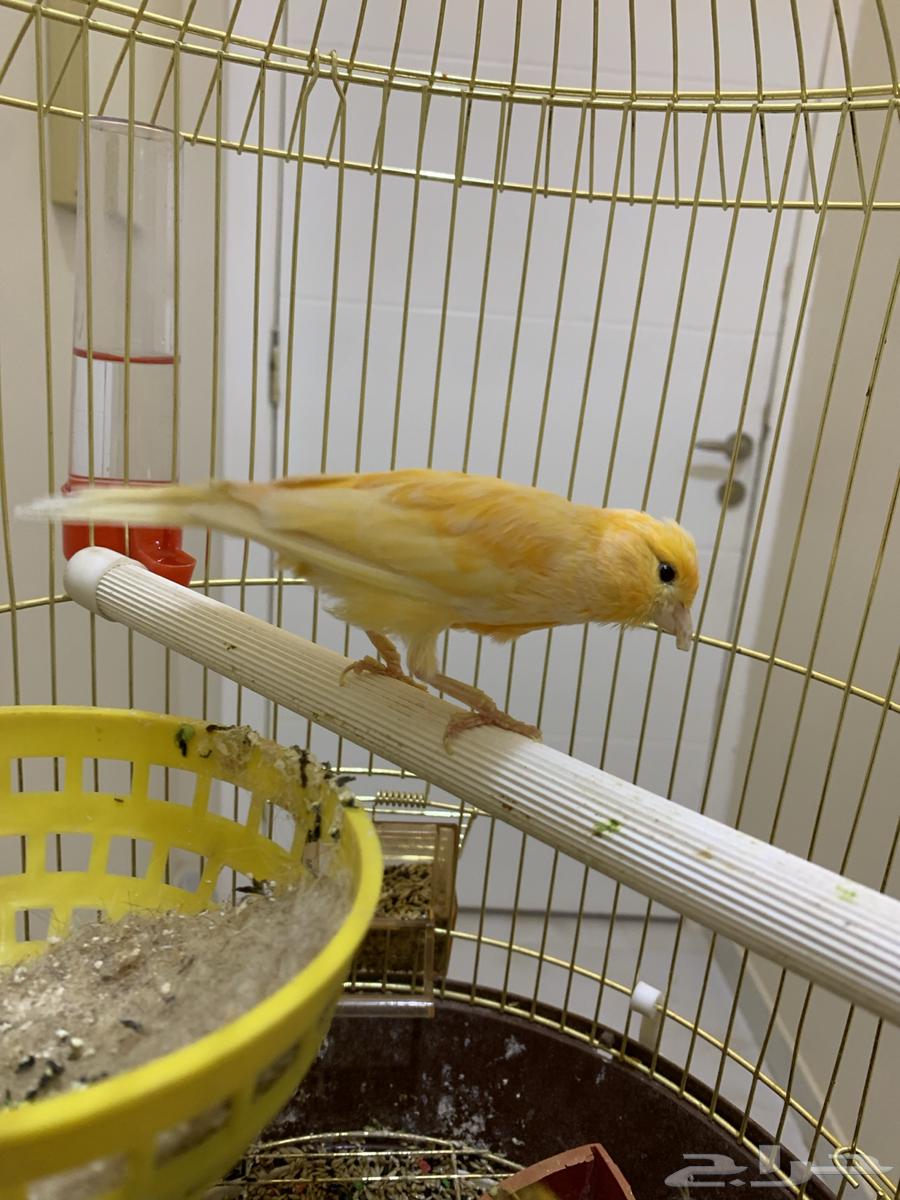 عصفورين كناري64347588687747113