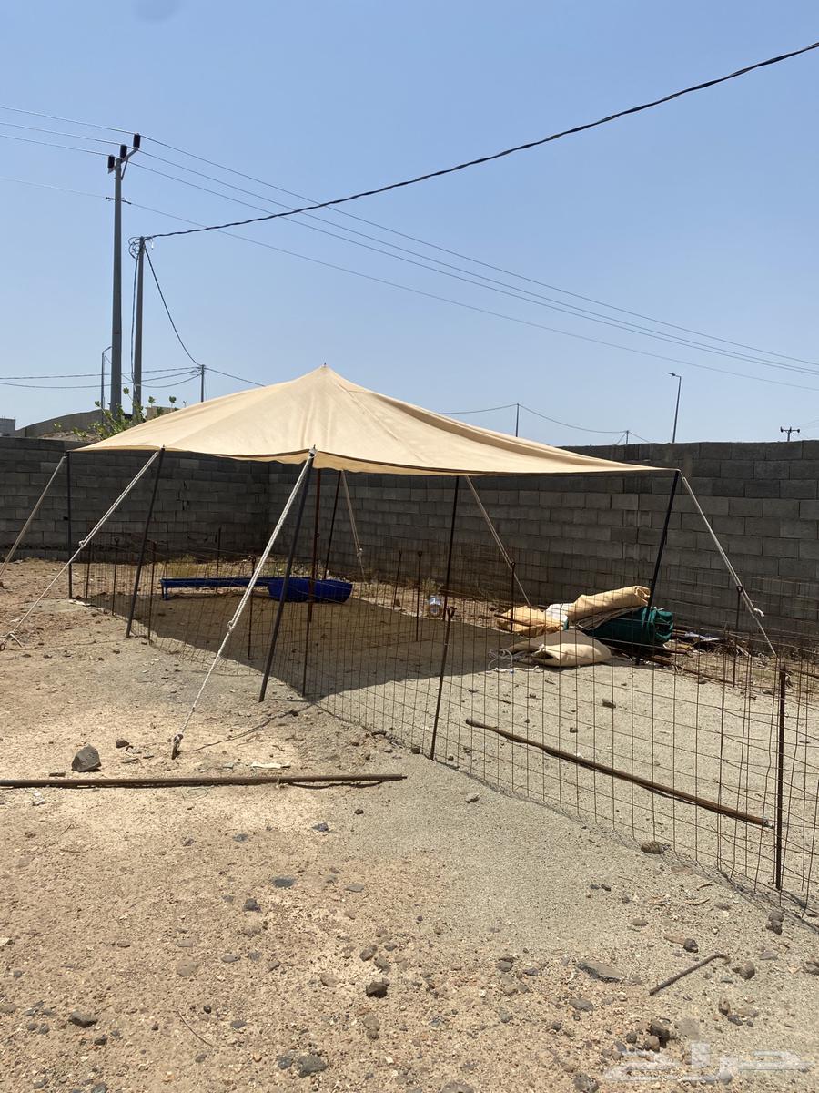 شبوك غنم وخيام للبيع64341313358977111