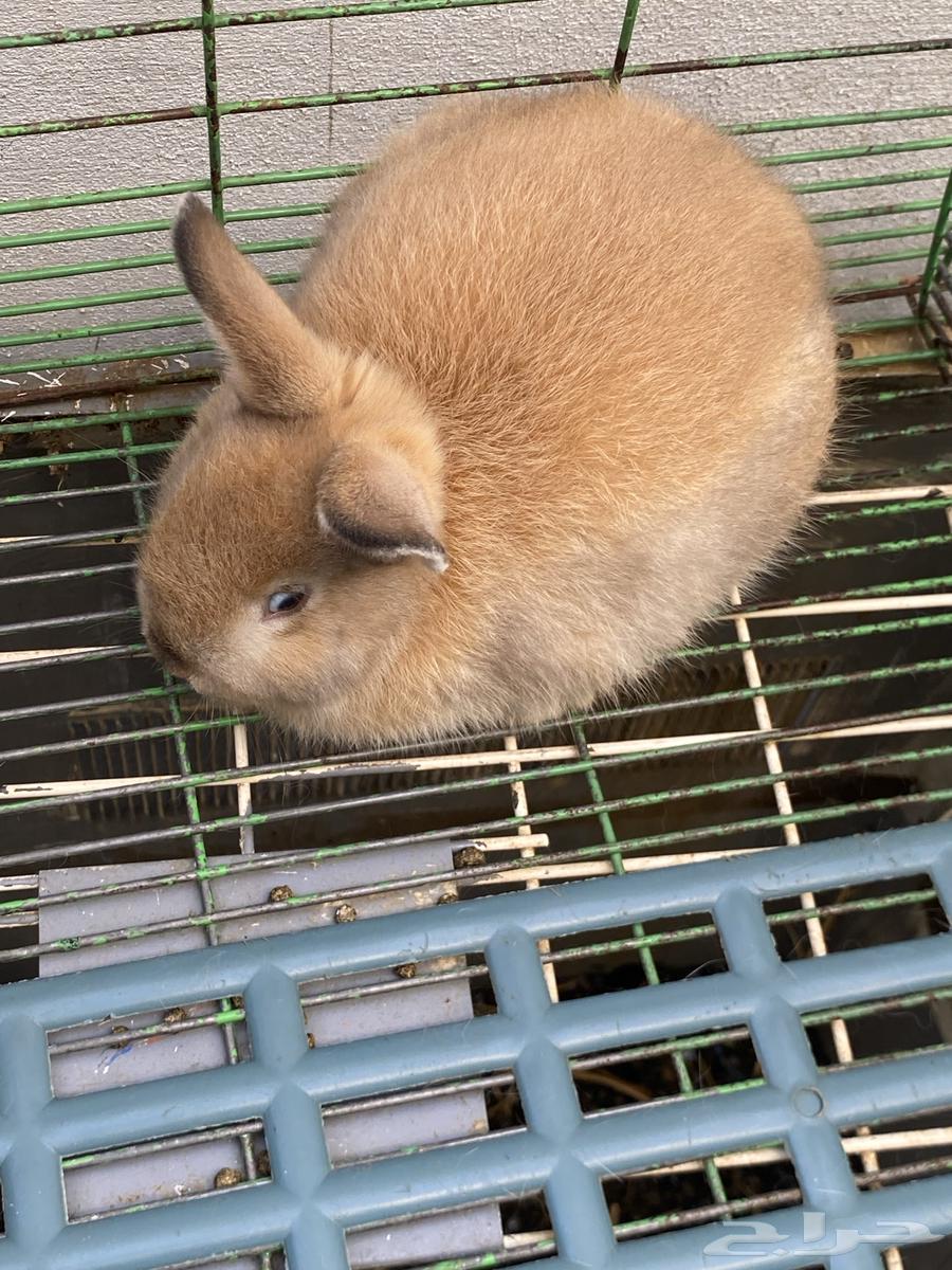 Dwarf Rabbits for Sale64342803535361111