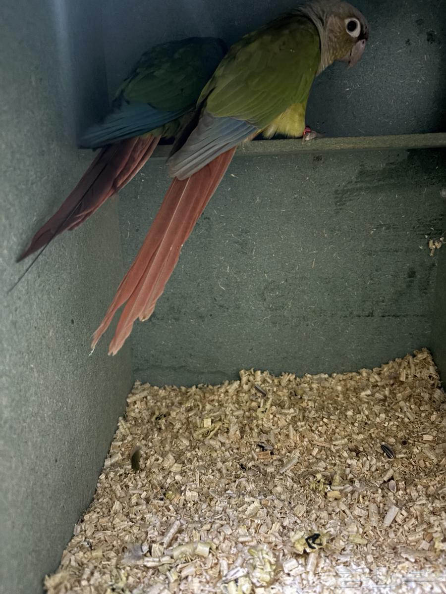 جوز كنيور منتج64274401394433110