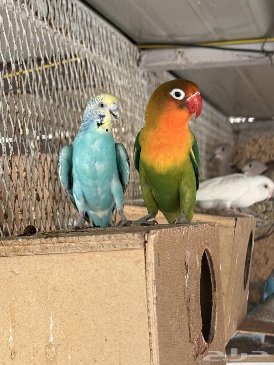 محمية طيور للبيع64345626688129110