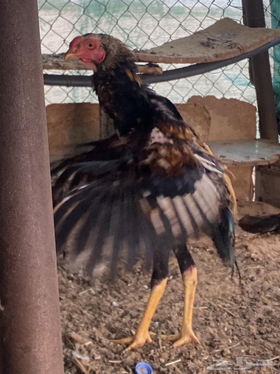 ديك سندي مكس شامو يباني64228201378433111