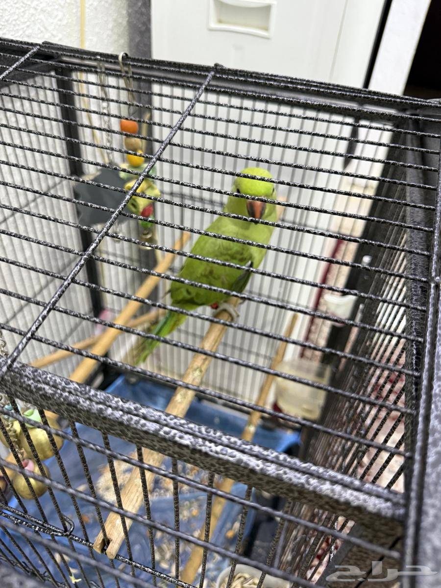 ببغاء دره64347205733891111