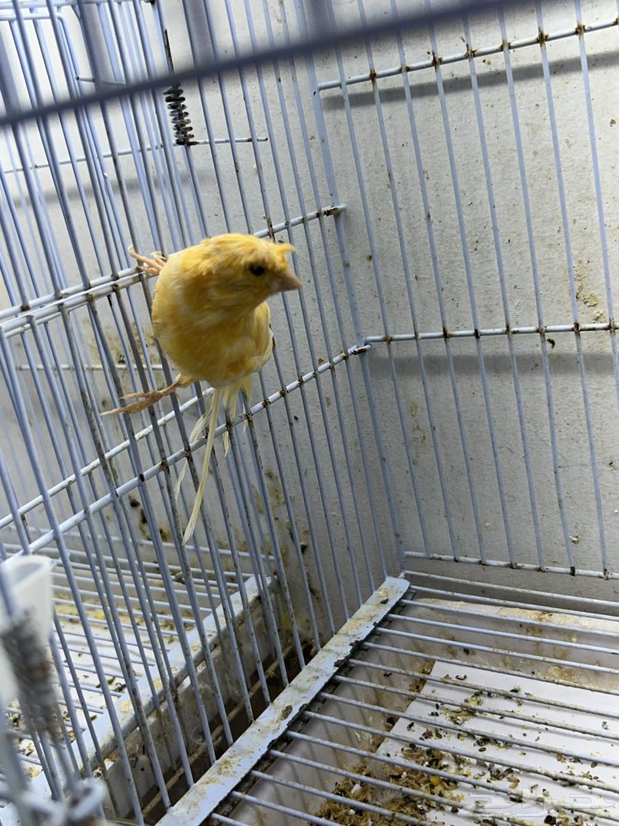 Singing Canary64343884887937111