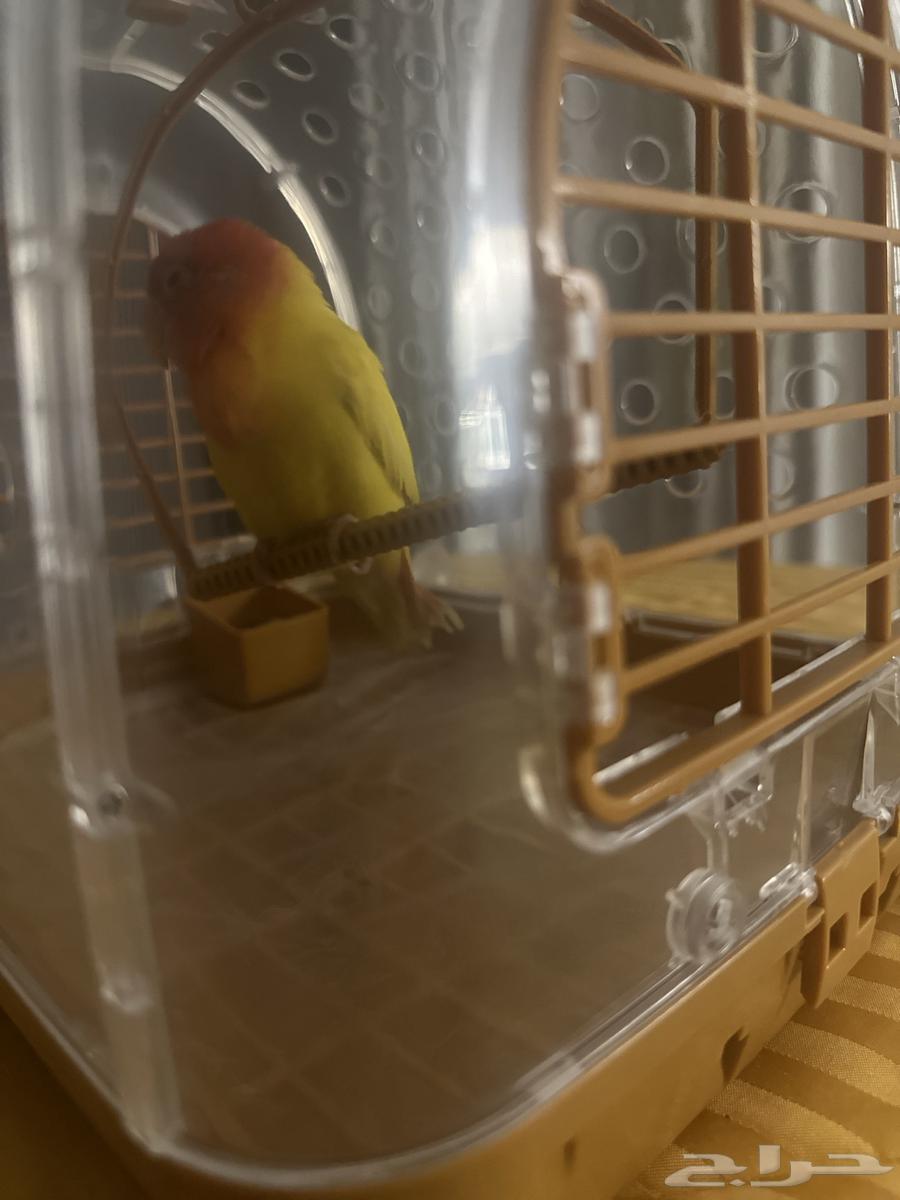 طير روز للبيع64336291456129111