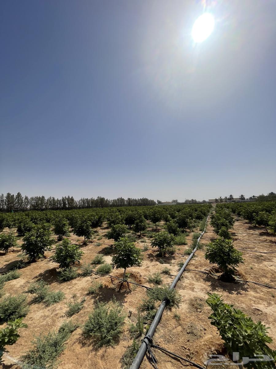 Date palms and fig trees64343612948097112