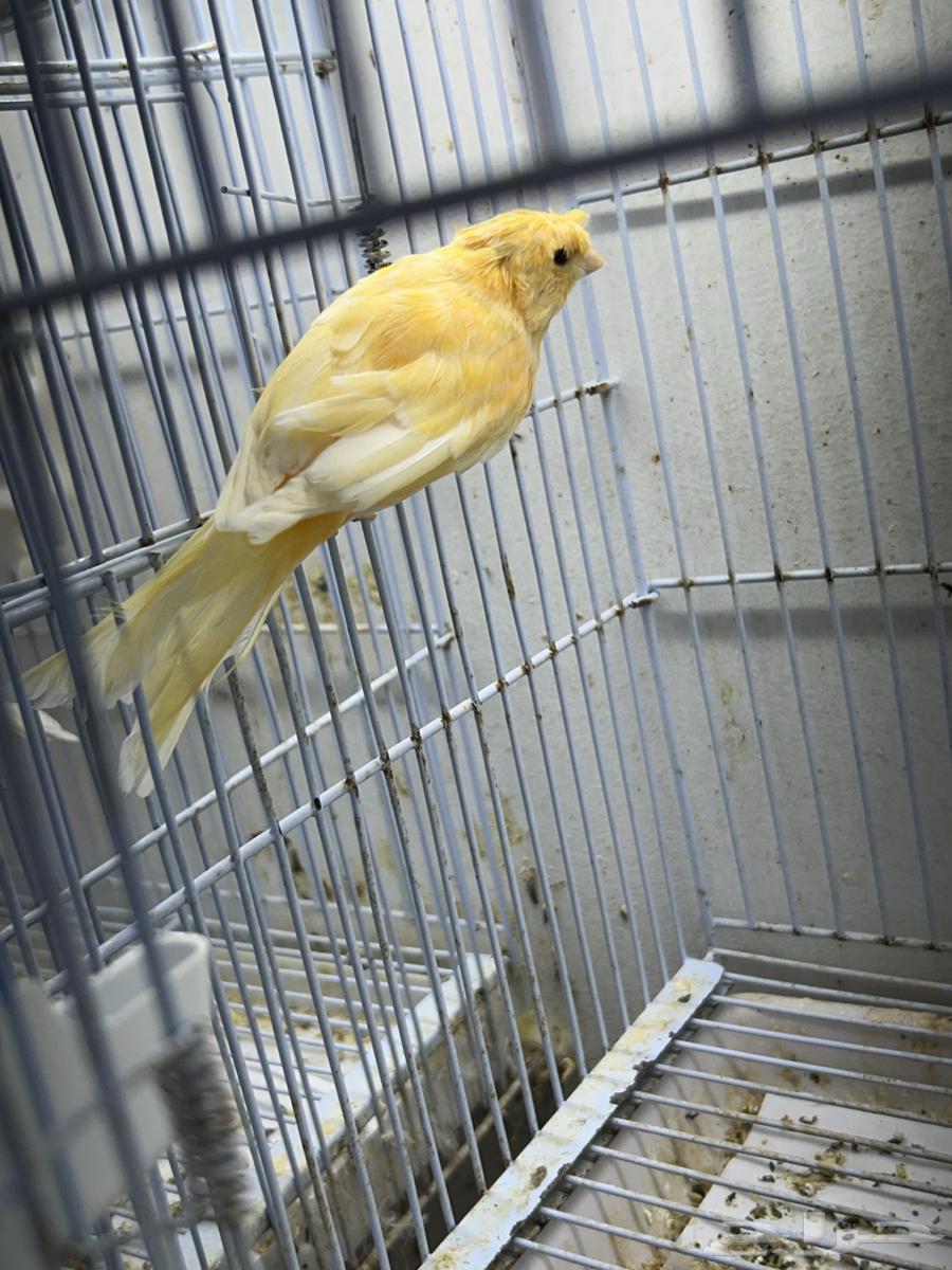 Singing Canary64343884887937110