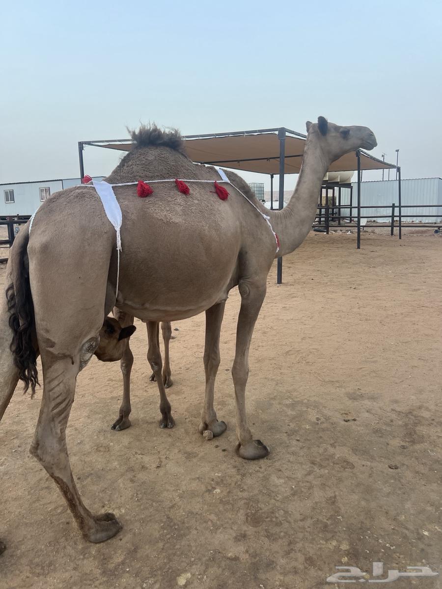 ناقه خلفه64345269929729111