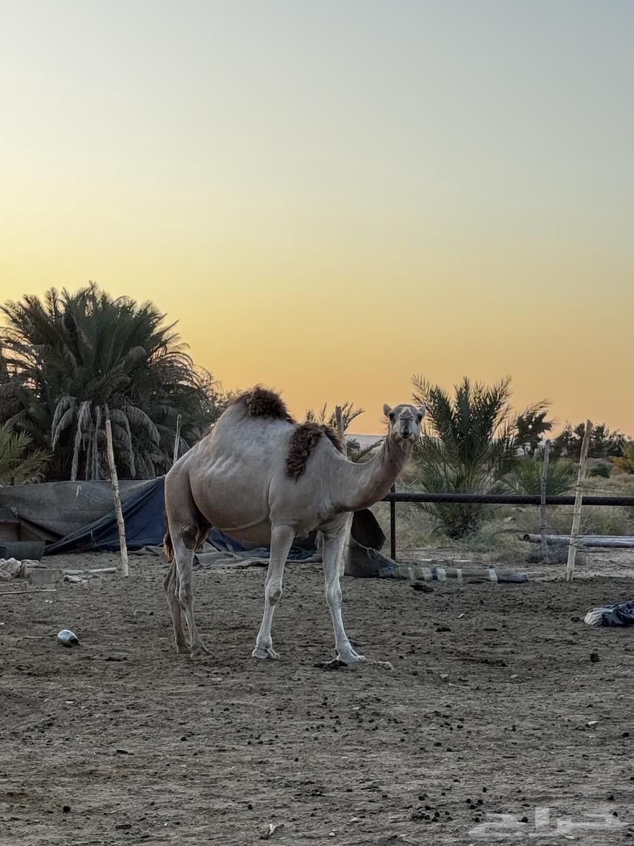 ناقة للبيع64346074058625111