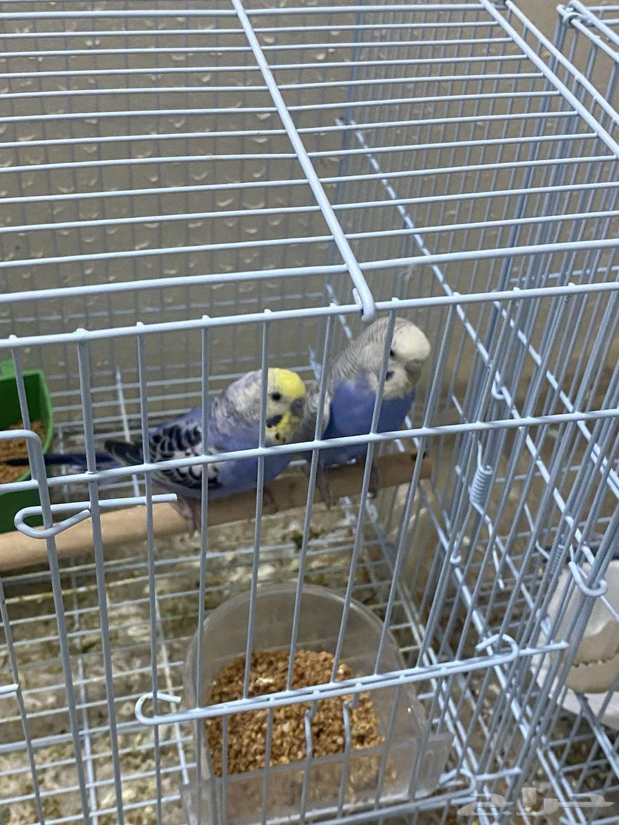 زوج بادجي بفروخه64337663303299112