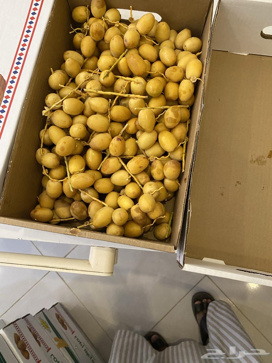 رطب برحي جديد الكرتون 5 كجم64338822571523112