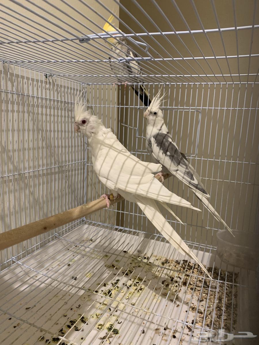 جوز كروان64341403715586112