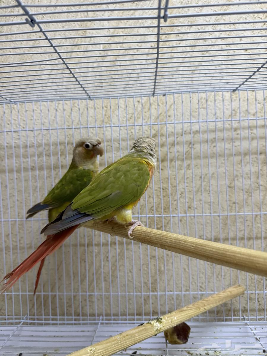 للبيع جوز طيور النوع كنيور دبل فاكتوري صبغه حلوه منتج شرط64344094096771111