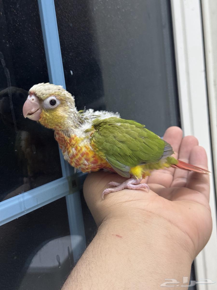 فروخ كنيور اناناس غر64232992911491110