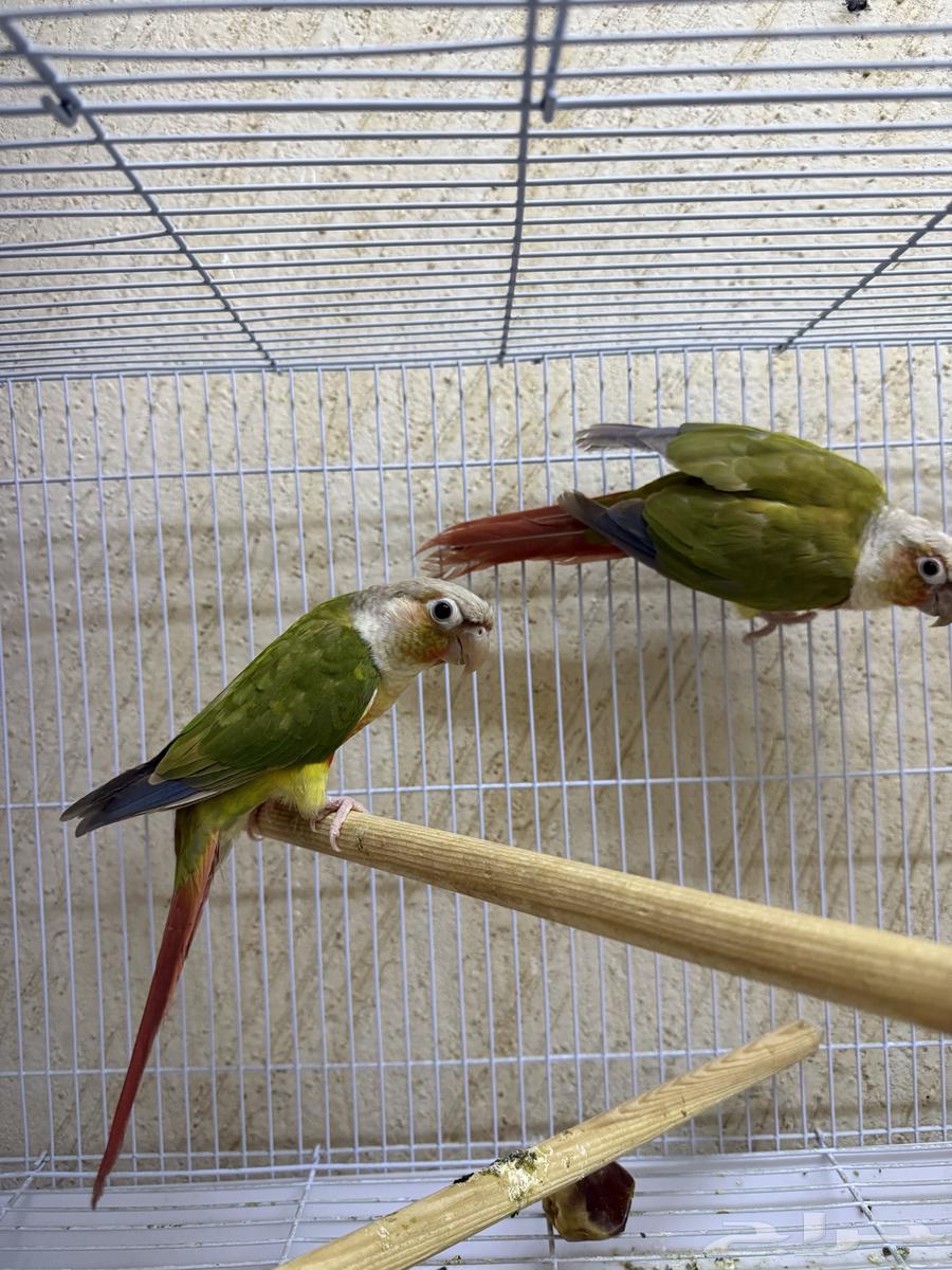 للبيع جوز طيور النوع كنيور دبل فاكتوري صبغه حلوه منتج شرط64344094096771110