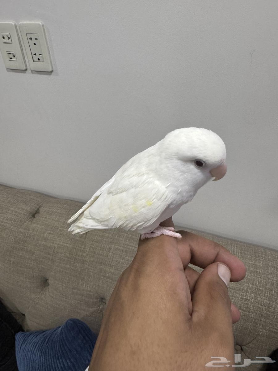 Day64345925815042112