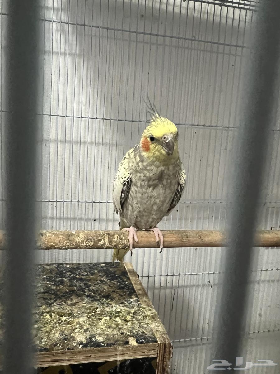 Birds for sale63619158237442113