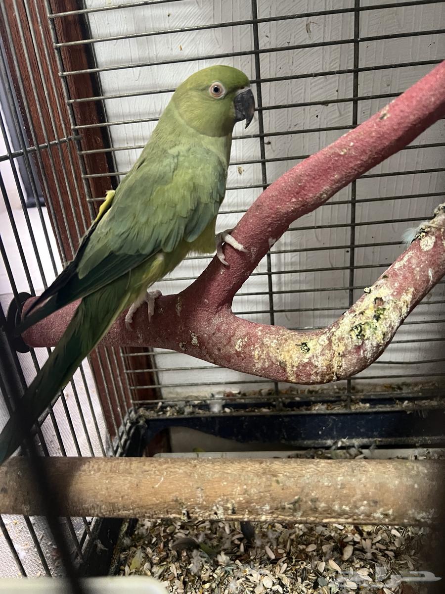 Birds for sale63619158237442114