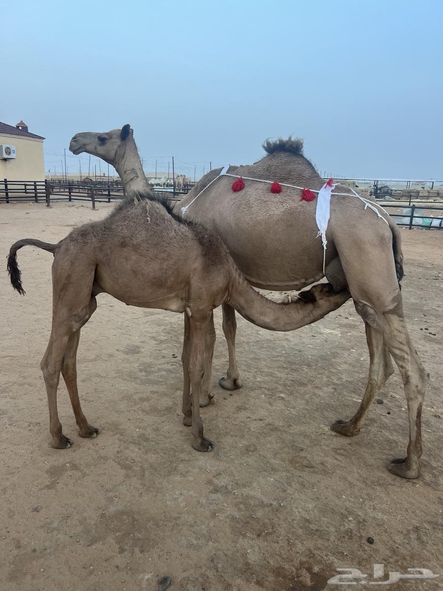 ناقه خلفه64345269929729110