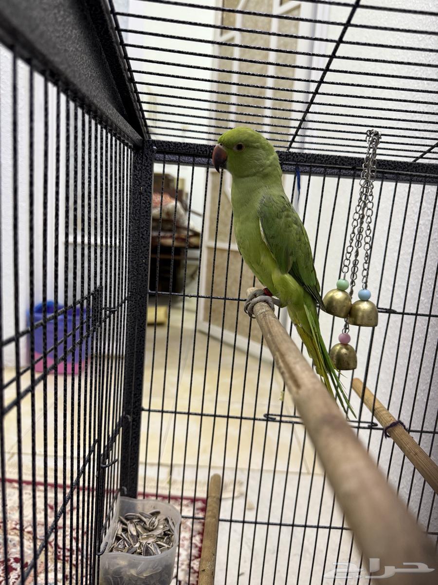 ببغاء دره64347205733891114