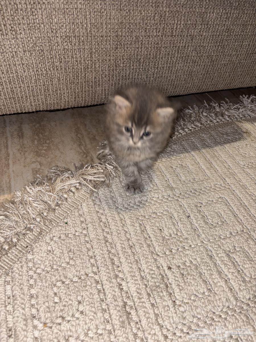 قطط شيراز العمر ثلاث أسابيع64343162487810113