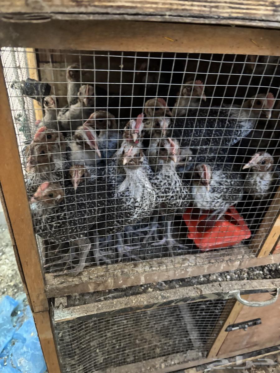 Fayoumi Super Jumbo Chicks63831029409665110