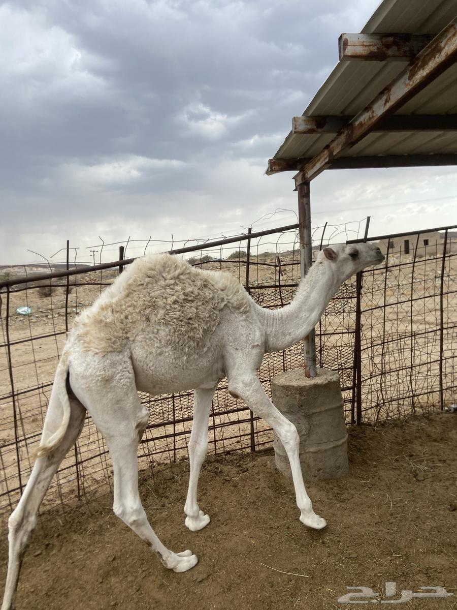 Qaadan64346074021634111