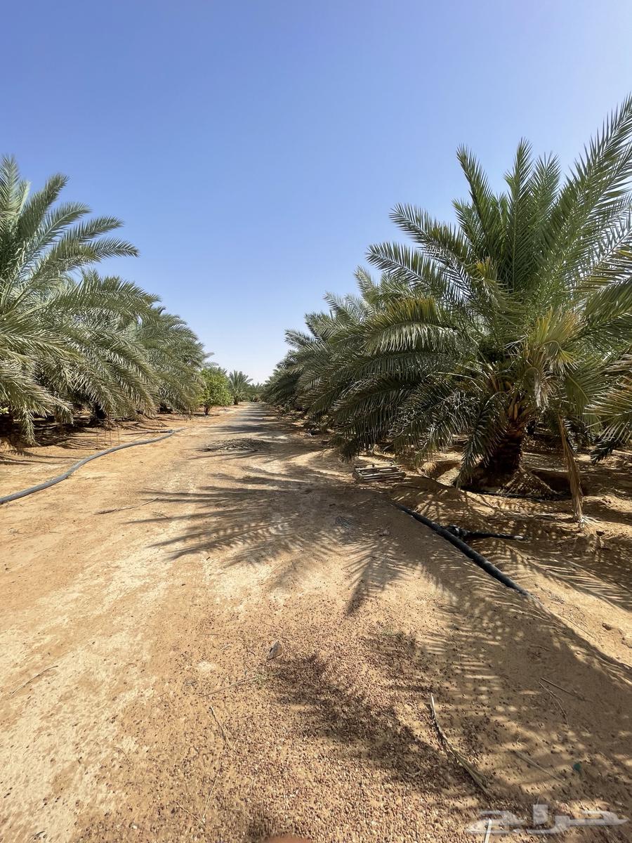 Date palms and fig trees64343612948097111