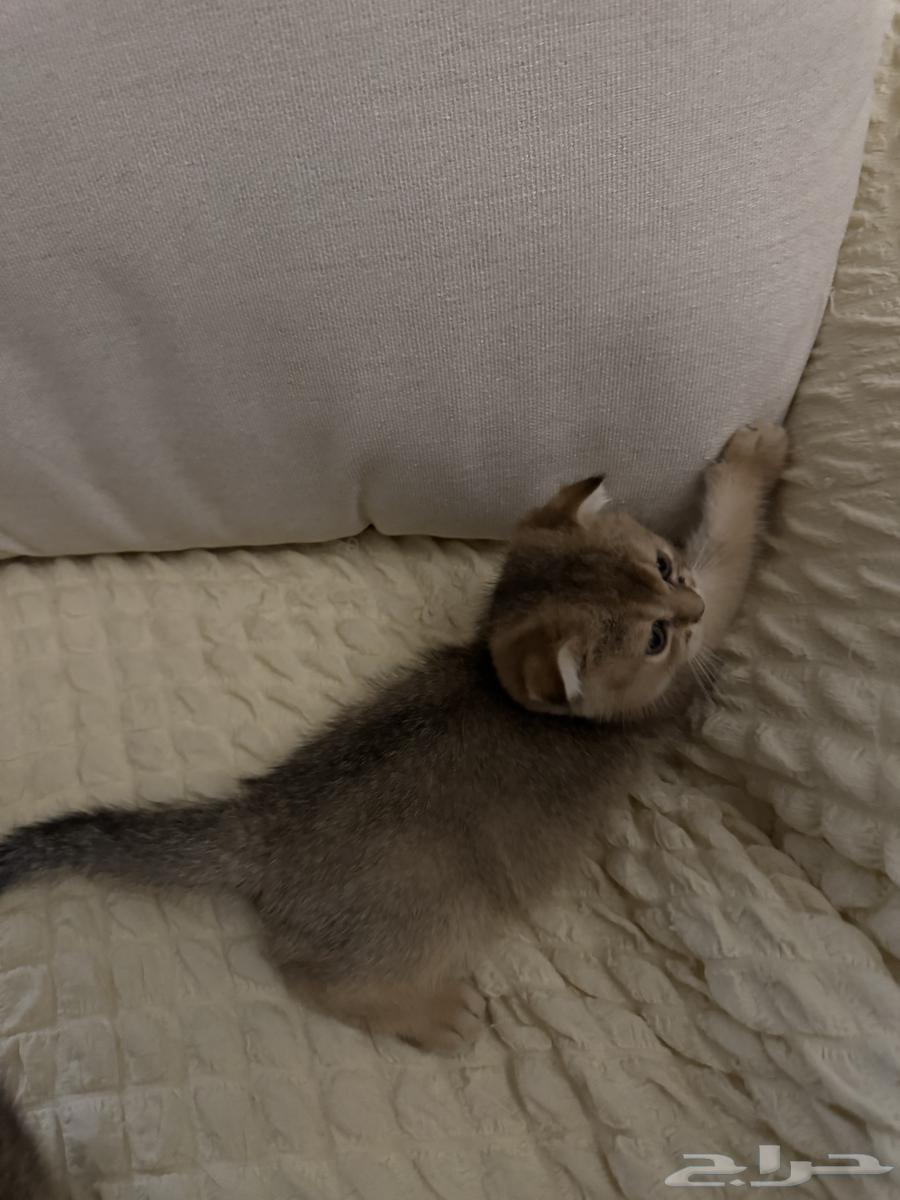 قط سكوتش تربل فولد العمر شهرين للبيع64346458515713112