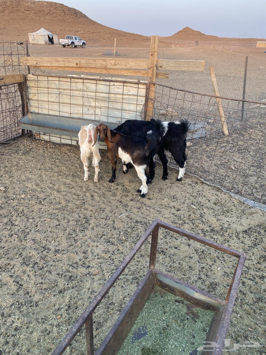 Tios and Three Jifars from Mandi64344882190978111