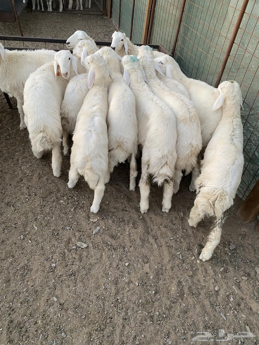 طليان حريه للبيع64342532671363112