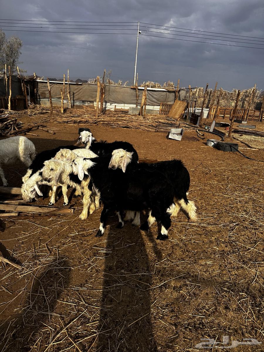 للبيع طليان نجد64338883686915111