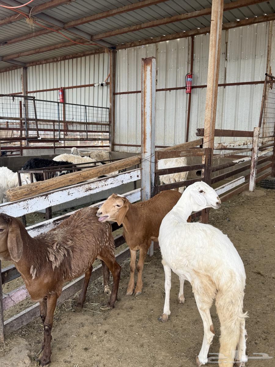 Rakhals Suwakn Jutha'at64345075535746110