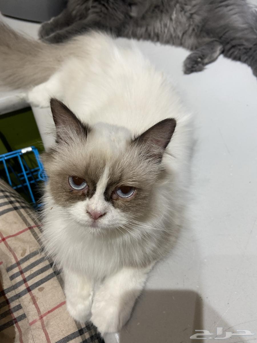 Ragdoll Cat63751382579330110