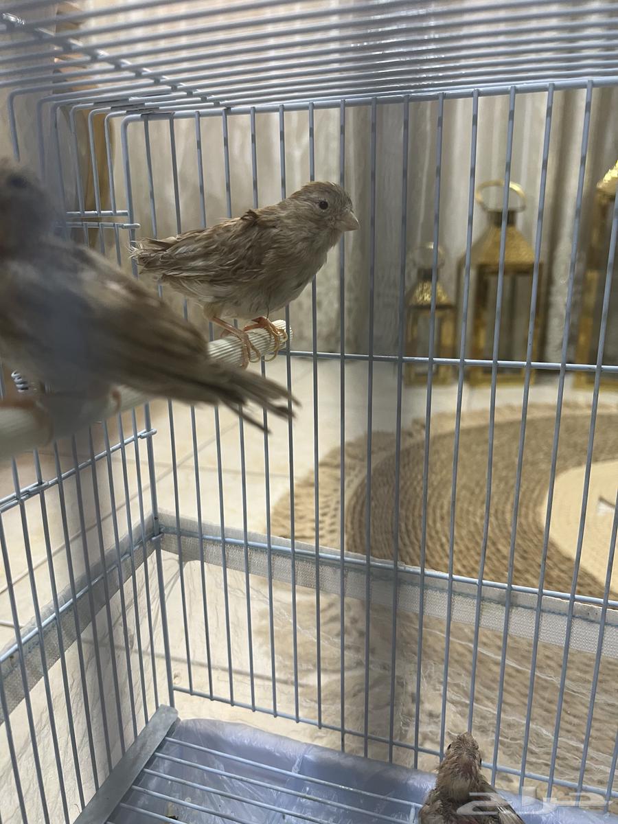 A pair of canaries with their chicks, including all their accessories64340038115970111