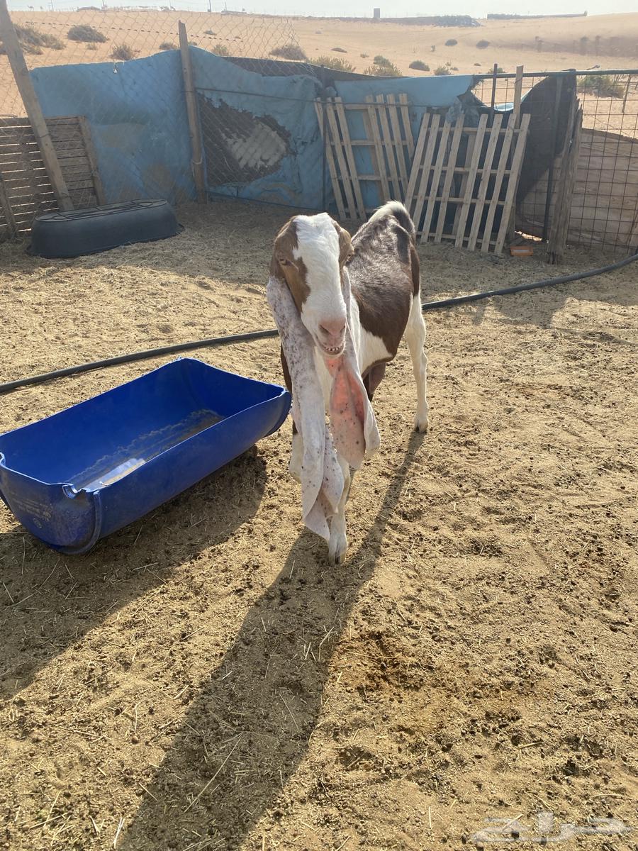 عنز هولنديه طيبه دافع64338391880195112