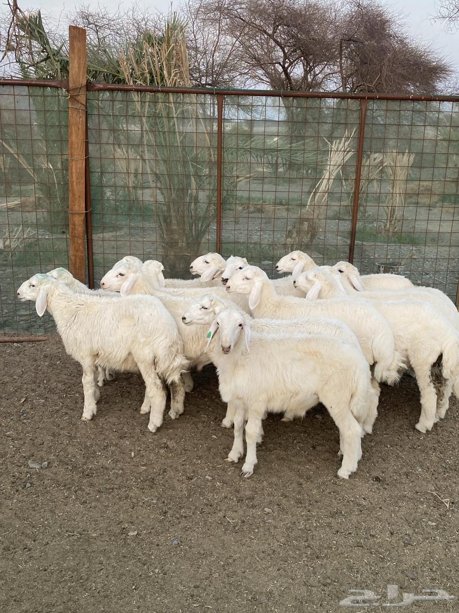 طليان حريه للبيع64342532671363111