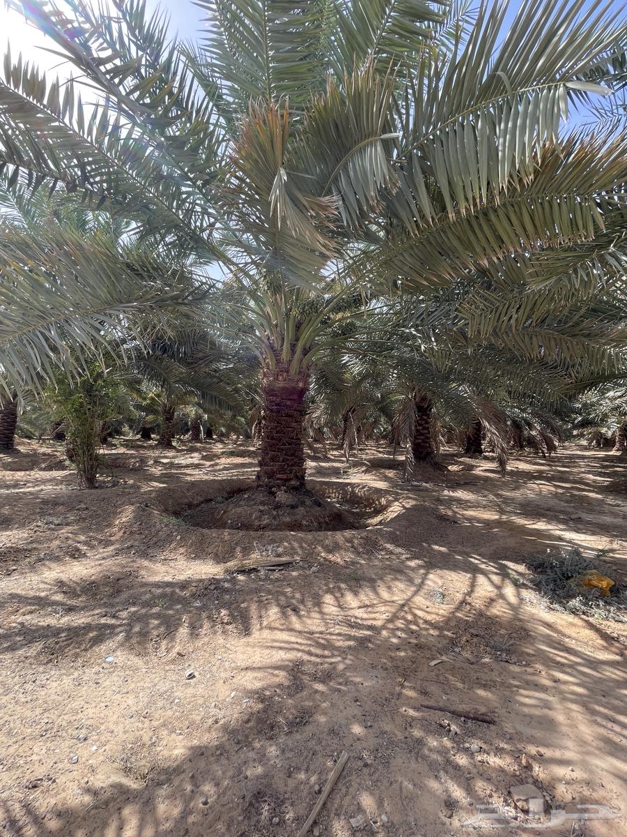 Date palms and fig trees64343612948097110