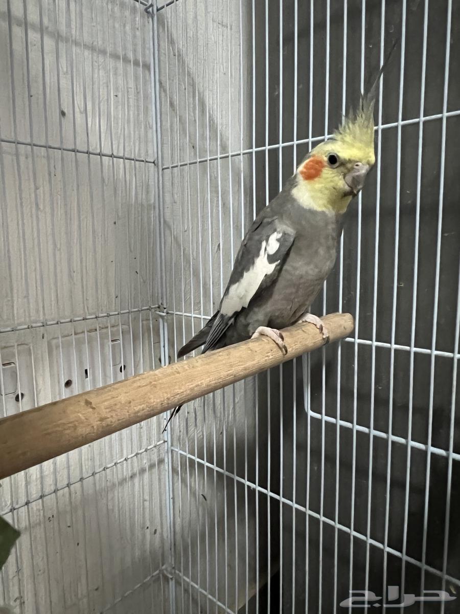 Birds for sale63619158237442111