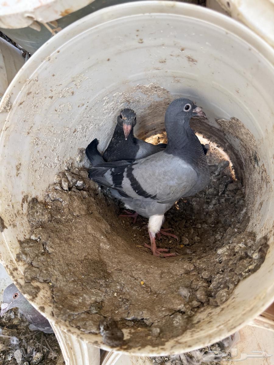 فراخة حمام زاجل ازرق وفرنسي ابيض وسلفر تم البيع.64343794240387112