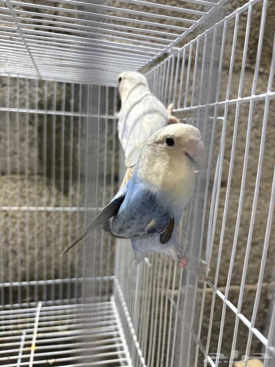 جوز روز64347618011265110