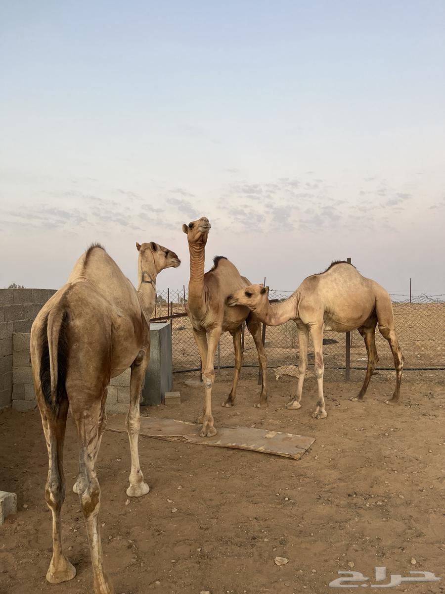 قعدان مستورد سمان طيبه64346488212737112