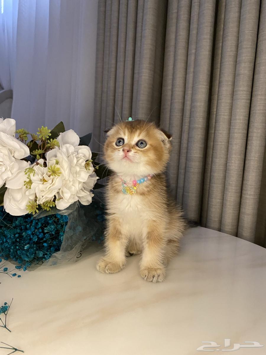 قطط للبيع سكوتش64341237525633113