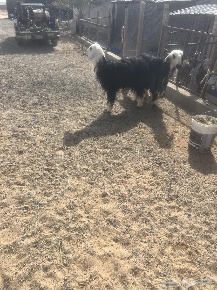 Najdi Twin Camels64339226205441113